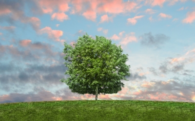 Energia drzew – warsztaty rozwojowe dla kobiet